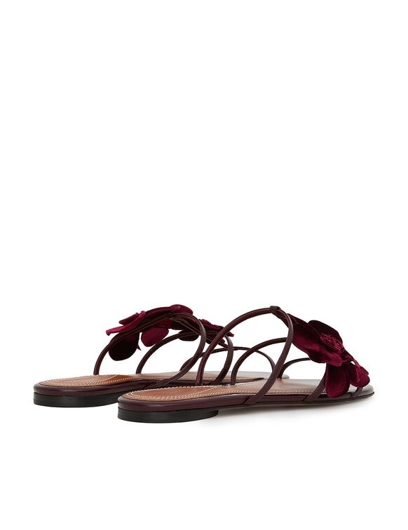 Orchid Slide Ruby Online Orchid Slide Ruby Online